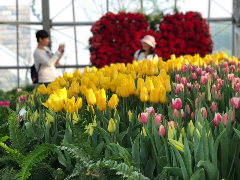 Lễ hội hoa Tulip tại Vinpearl mang đến trải nghiệm bất ngờ và thú vị cho du khách khi đến Vinpearl Nha Trang