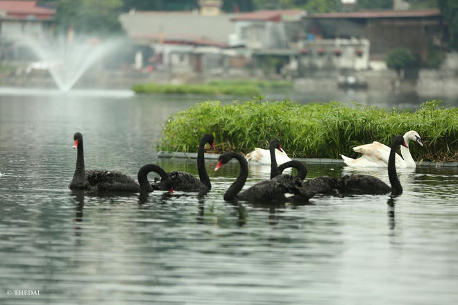 Việc thiên nga do Công ty Thoát nước Hà Nội ở Hồ Gươm phải di dời do chưa có sự chấp thuận của Sở và Bộ VHTT.