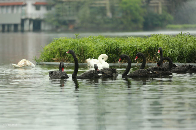 Đàn thiên nga tung tăng ở hồ Thiền Quang.