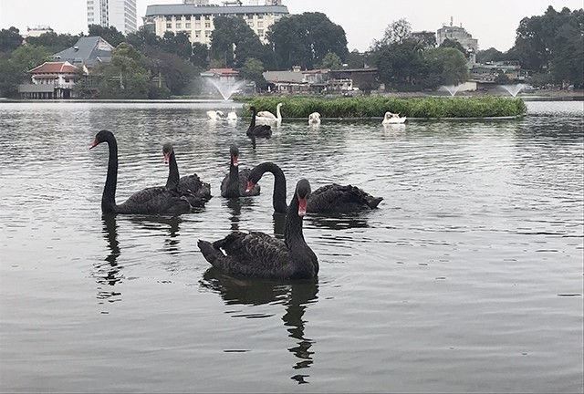 Chùm ảnh: Đàn thiên nga đắm mình ở hồ Thiền Quang