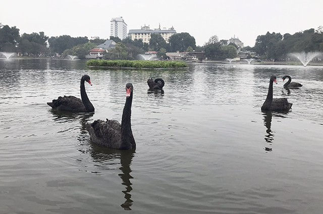 Chùm ảnh: Đàn thiên nga đắm mình ở hồ Thiền Quang