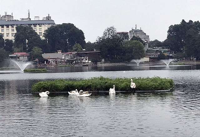 Những chú thiên nga đen và thiên nga trắng thường bơi thành đàn riêng.