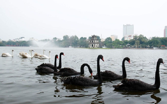 Hình ảnh đàn thiên nga bơi lội ngày tại Hồ Gươm.