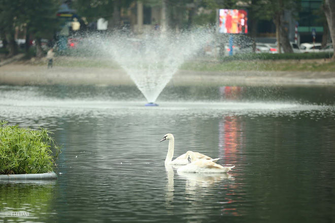 Chùm ảnh: Đàn thiên nga đắm mình ở hồ Thiền Quang