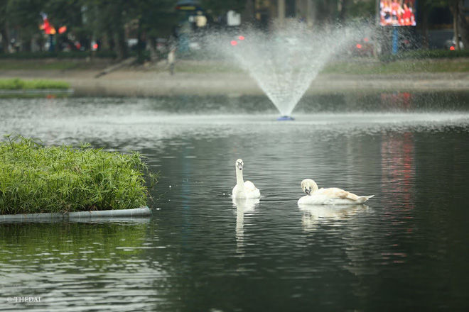 Những con thiên nga này đều được đeo vòng định vị để theo dõi.