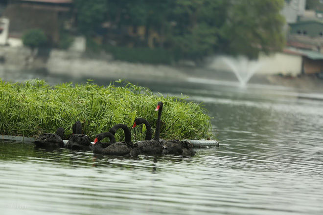 Chùm ảnh: Đàn thiên nga đắm mình ở hồ Thiền Quang