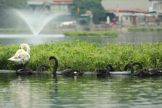 Nhiều người không tránh khỏi tò mò và ngạc nhiên khi nhìn thấy đàn thiên nga đen - trắng xuất hiện giữa hồ Thiền Quang.