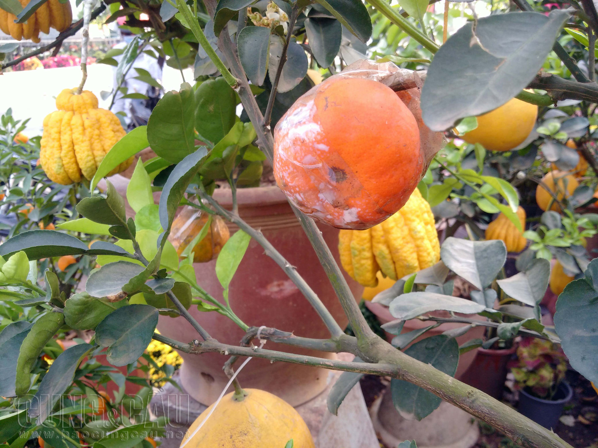 Nhiều trái cam canh còn được cố định vào cảnh bằng băng keo một cách cẩu thả.