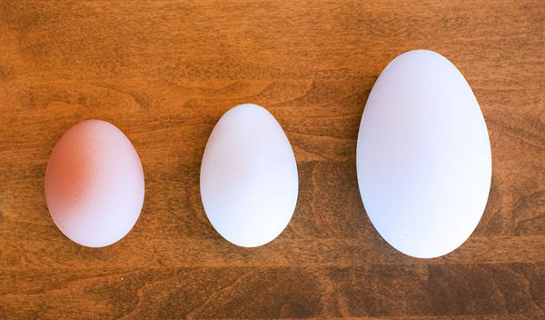 Trứng gà giàu vitamin nhưng trứng vịt lại chứa nhiều vitamin và khoáng chất hơn.