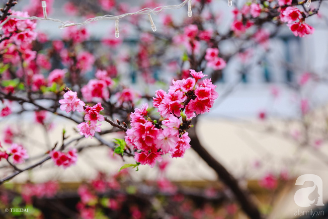 Người Nhật Bản quan niệm rằng, hoa anh đào là biểu tượng của sự mong manh, cho cái đẹp quý giá.