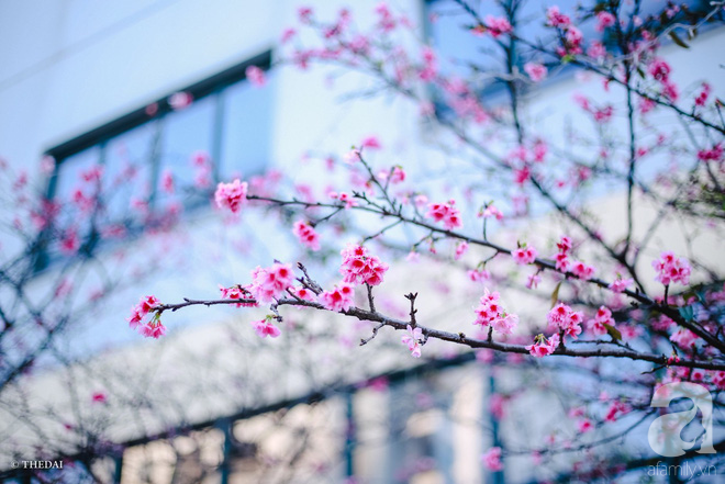 Hà Nội ngày Tết có một góc đẹp y như Nhật Bản, với những gốc hoa anh đào nở bung