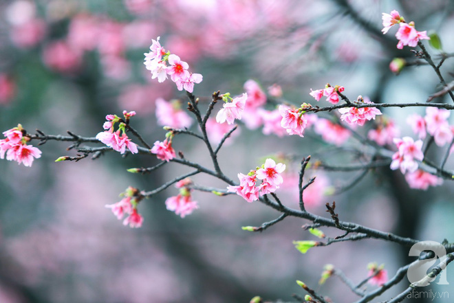 Hoa cũng được coi là biểu tượng của samurai Nhật bởi thoắt nở thoắt tàn, cũng giống như 