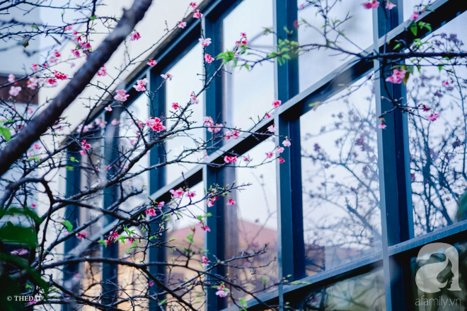 Hà Nội ngày Tết có một góc đẹp y như Nhật Bản, với những gốc hoa anh đào nở bung