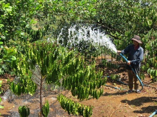 Tây Nguyên đang chuẩn bị bước vào mùa nắng nên các hộ dân đồng loạt ra quân tưới nước.