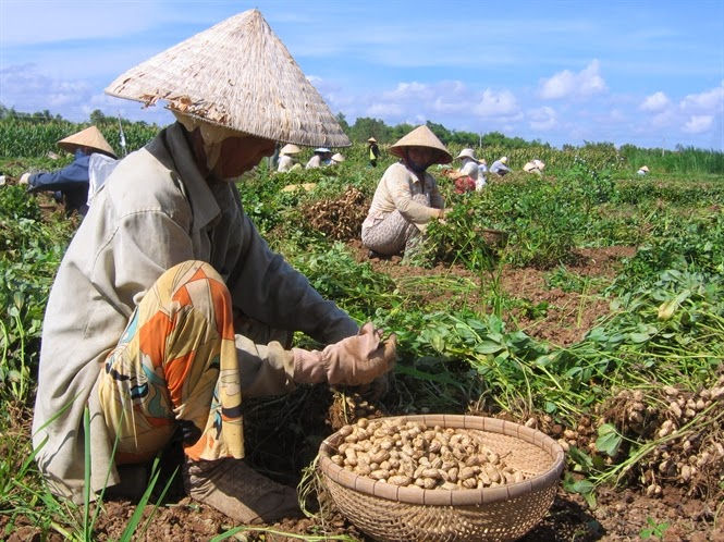 Nông dân phấn khởi vì giá đậu phộng tăng mạnh so với mọi năm.