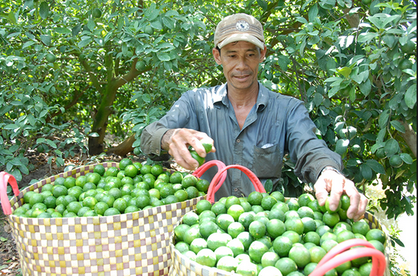 Nông dân phấn khởi vì giá chanh tăng mạnh.