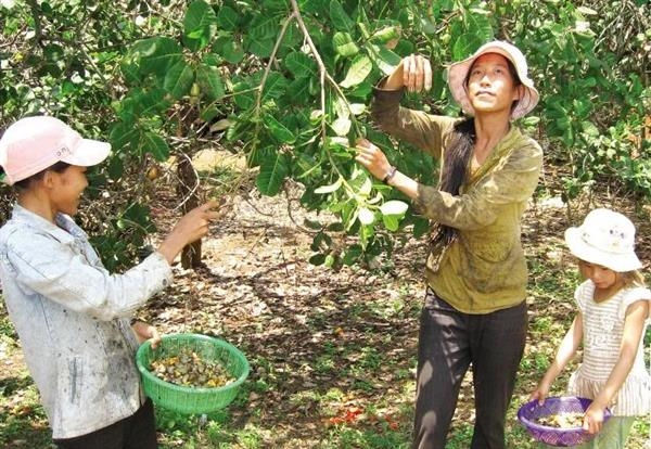 Thời tiết thuận lợi, cây điều trong nước sẽ cho năng suất cao để tránh phụ thuộc vào nguyên liệu nước ngoài.