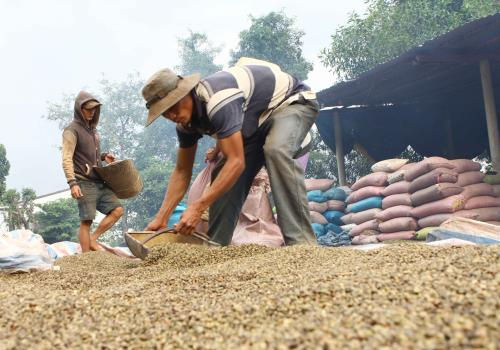 Giá cà phê giảm bình quân 400.000 đồng/tấn trong ngày 3/3.
