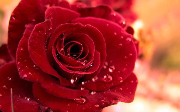 Một bông hồng nhung đỏ thắm là món quà ý nghĩa ngày 8/3.