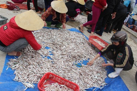 Ngư dân Ninh Thuận trúng đậm cá cơm. Ảnh minh hoạ