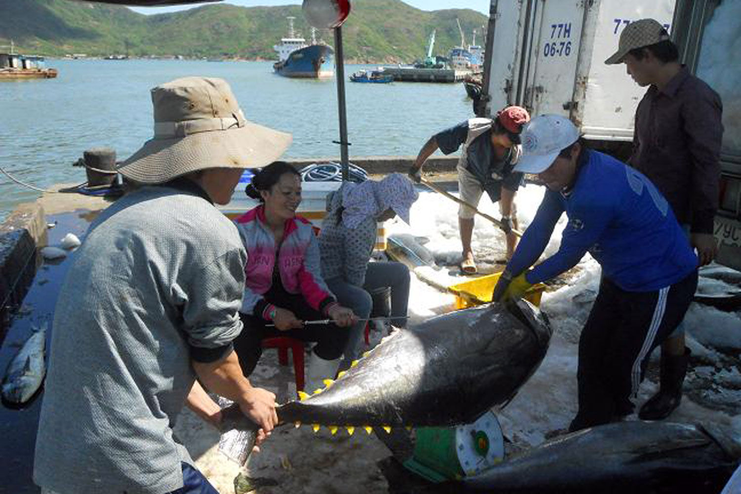 Cá ngừ Bình Định sẽ dễ dàng vào Nhật hơn sau khi ký kết Hiệp định CPTPP.