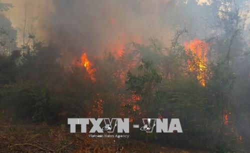Đám cháy thiêu rụi hơn 40ha rừng thông.