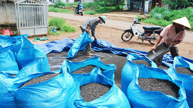 Giá hồ tiêu đang giảm mạnh khiến các hộ gia đình thu hoạch tiêu rồi cất trữ.