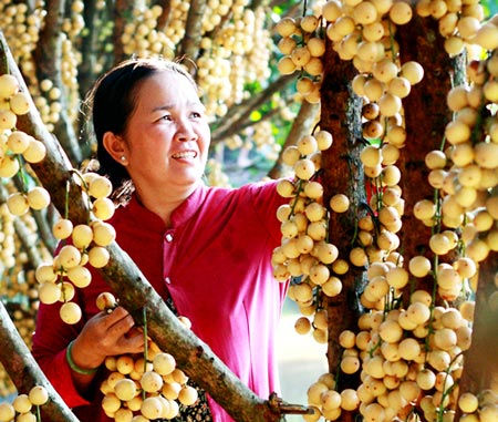 Trồng trái cây ở miền Tây đang có xu hướng tăng mạnh do hiệu quả kinh tế cao.