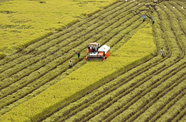Đồng bằng sông Cửu Long là trung tâm sản xuất nông nghiệp lớn nhất cả nước.