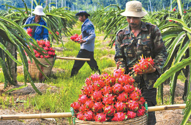 Thanh long cùng hàng loạt loại trái cây khác của Việt Nam sẽ bị truy xuất nguồn gốc khi xuất khẩu qua Trung Quốc.