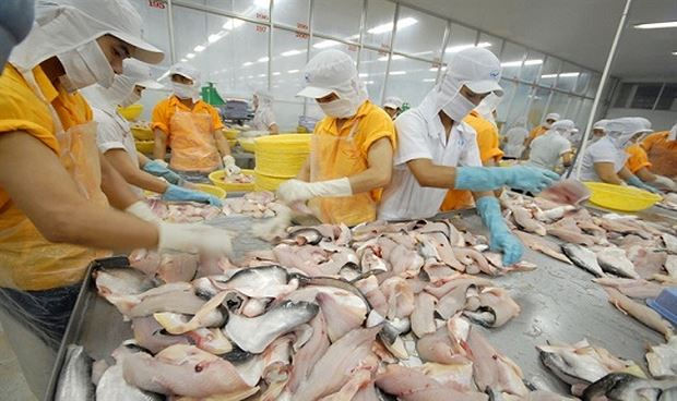 Doanh nghiệp xuất khẩu cá tra buộc phải tìm thị trường mới.