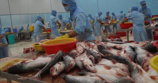 Giá cá tra xuất tiểu ngạch sang Trung Quốc thấp hơn 1 USD/kg giá chính ngạch.
