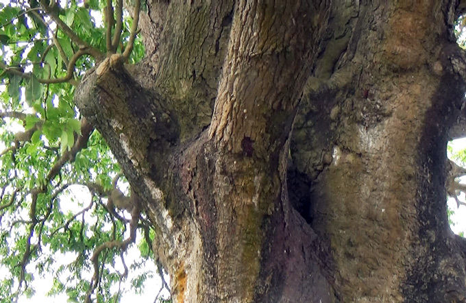Tháng 5/2015, cây xoài này đã được công nhận là Cây di sản Việt Nam. Gốc xoài to khoảng 5 - 6 người ôm không hết. 