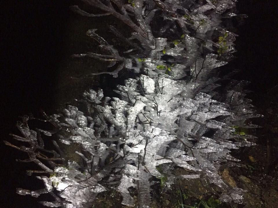 Nhiệt độ đỉnh núi Fansipan tối qua xuống dưới 0, sương xuống đọng trên cây cối kết thành băng.