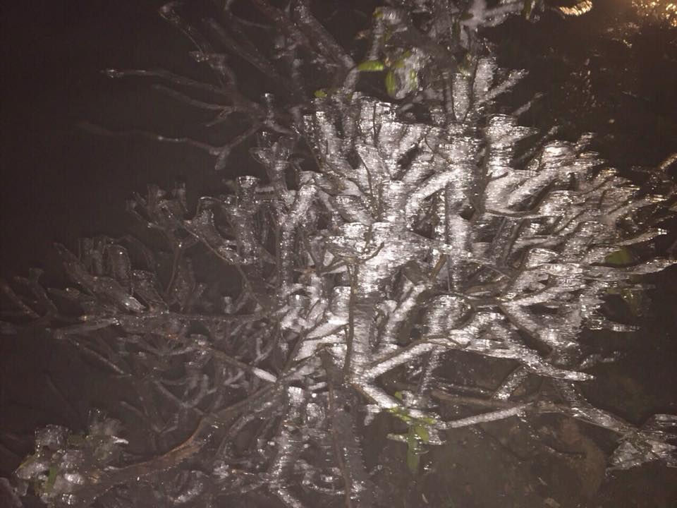 Cành cây phủ đầy băng giá.