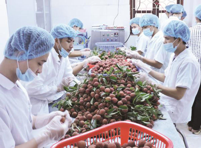 Các loại rau củ quả của Việt Nam đã có mặt khắp 60 thị trường trên thế giới.
