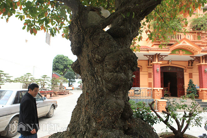 Anh Phan Toàn (TP. Việt Trì, Phú Thọ) chủ nhân của cây lộc vừng cho biết, cây lộc vừng này có tên “tích tụ phát lộc”,  cây có tuổi đời rất cao,  đặc biệt phần gốc cây nu (phình to) hơn 2m.