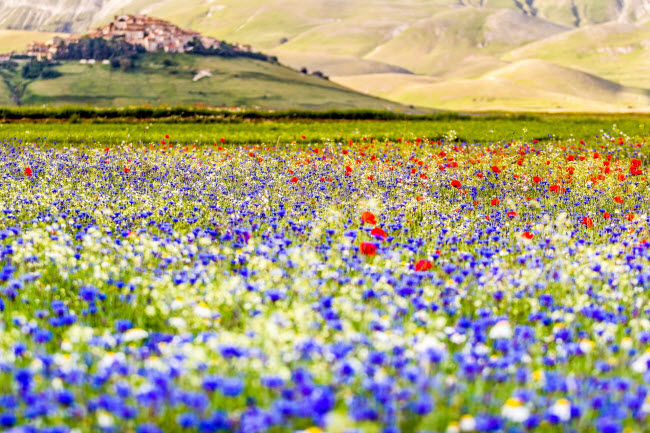 Castelluccio, Italia: Nằm trên ngọn núi cao ở vùng Umbria của Italia, Castelluccio là ngôi làng cao nhất trên dãy núi Appennini.  Vào mùa hè hằng năm, thung lũng ở đây chuyển thành một thảm hoa rực rỡ nhiều màu sắc.