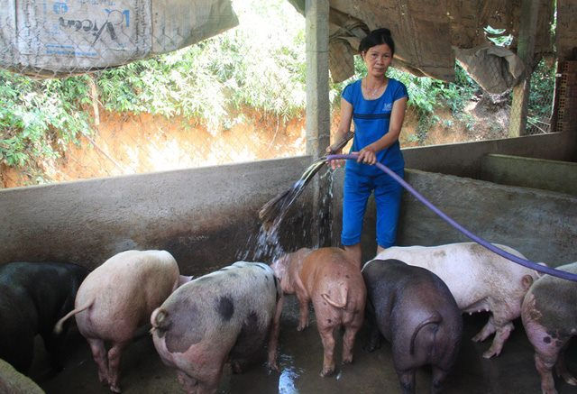 Giá lợn tăng là cơ hội để ngành chăn nuôi của tỉnh phục hồi nhưng nông dân cần cẩn trọng tránh tăng đàn ồ ạt.