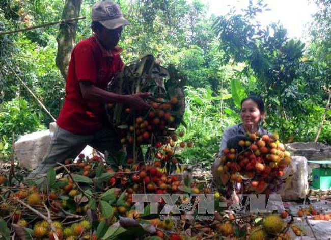 Hiện giá chôm chôm cuối vụ nghịch trên địa bàn tỉnh Bến Tre đang tăng cao, nhà vườn trồng chôm chôm rất phấn khởi vì thu lợi nhuận cao. 