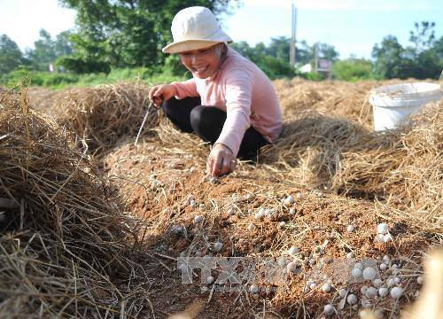 Nông dân thu hoạch nấm rơm. Ảnh: An Hiếu