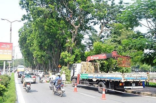 Hàng cây trên đường Trần Hưng Đạo cạnh ga Hà Nội sẽ được đánh chuyển, chặt hạ để làm nhà ga cuối cùng tuyến Metro Nhổn - Ga Hà Nội. (Ảnh minh họa)