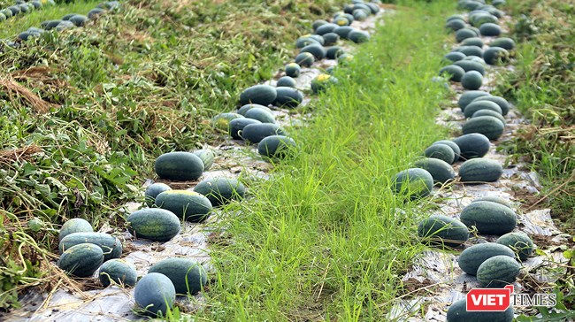 Mặc dù đã đến mùa thu hoạch, nhưng giá dưa thấp, thương lái không đoái hoài khiến hàng ngàn tấn dưa hấu tại Quảng Nam nằm đồng khoắc khoải.
