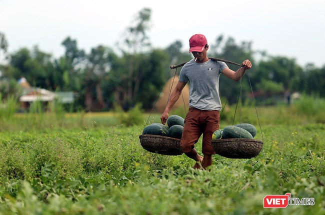 Hàng loạt ruộng dưa với hàng ngàn tấn ở các huyện Phú Ninh, Thăng Bình (Quảng Nam) đã đến kỳ thu hoạch đang chín nằm đồng không có người mua khiến nông dân tại đây thấp thỏm.