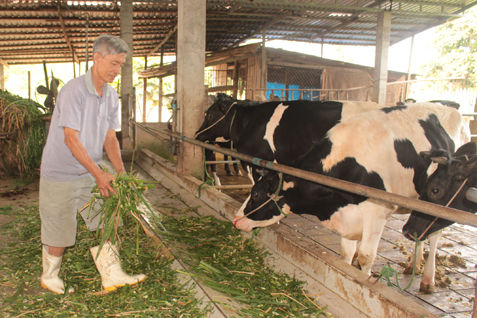 Giá sữa bấp bênh là nguyên nhân khiến các hộ nuôi bò sữa ở Bà Rịa-Vũng Tàu gặp khó.