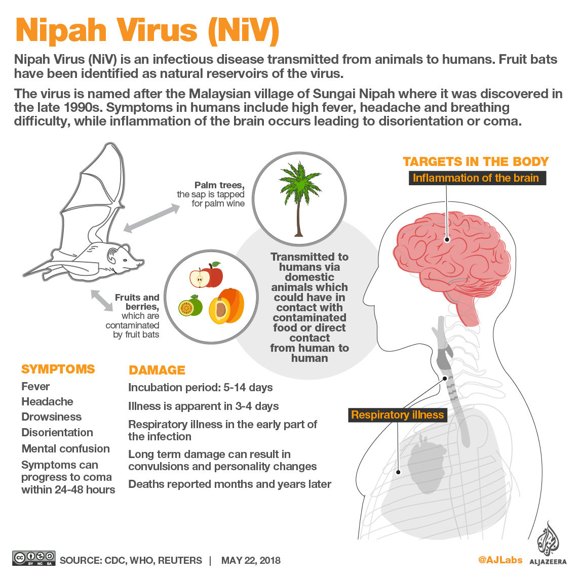 Sơ đồ lây lan của virus Nipah.