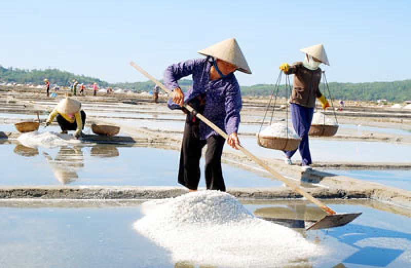 Chi phí tăng, thời tiết không thuận lợi khiến diêm dân không có lời.