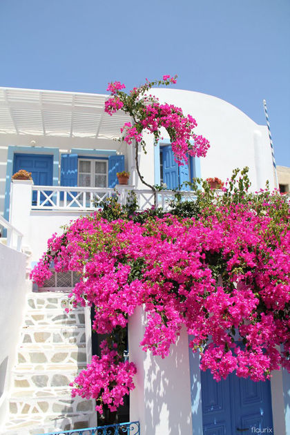 Nhiều nơi nổi tiếng với những ngôi nhà trồng hoa giấy như Santorini (Hy Lạp) hay Nha Trang ở Việt Nam.