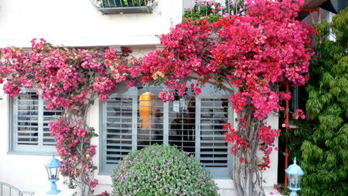 Bạn cũng có thể trồng hoa giấy để trang trí cho các ô cửa sổ nhằm tạo vẻ nên thơ cho ngôi nhà của mình.