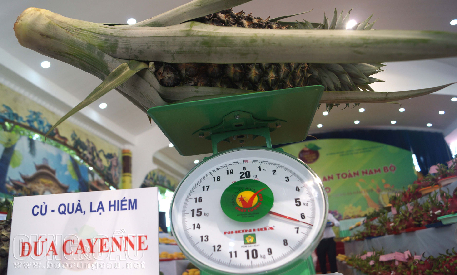 Giống dứa (còn được gọi là khóm, thơm) Cayenne có trọng lượng trung bình là 6kg.